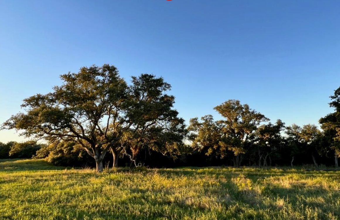 Schulenburg, TX Lot with trees - the DiGiovanni Group